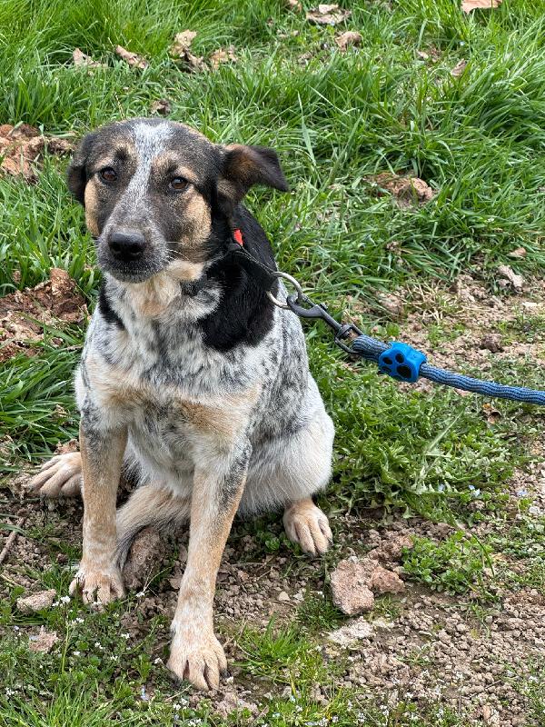 Divy, splendida meticcia da adottare Foto 7